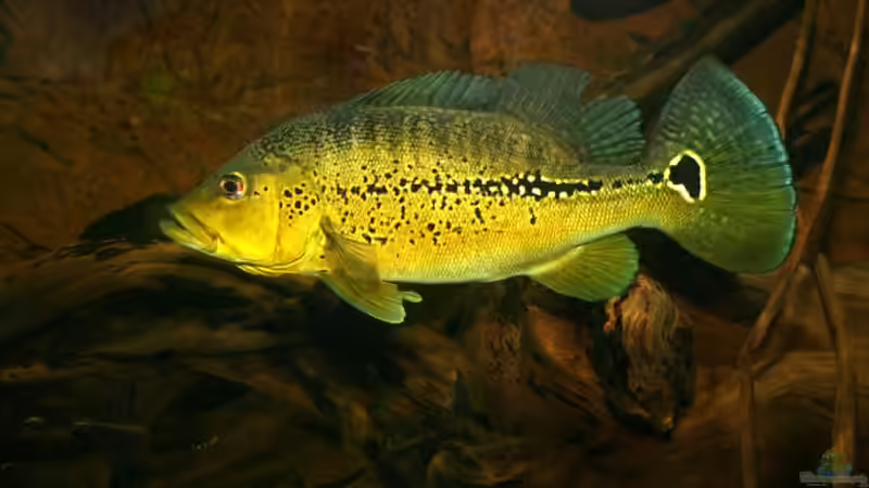 Mein Cichla Weibchen...mal mit einer Profi-Kamera geknipst. von aquazonica (18)