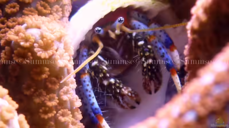 Aquarien mit Clibanarius tricolor (Blaubein-Einsiedlerkrebs)