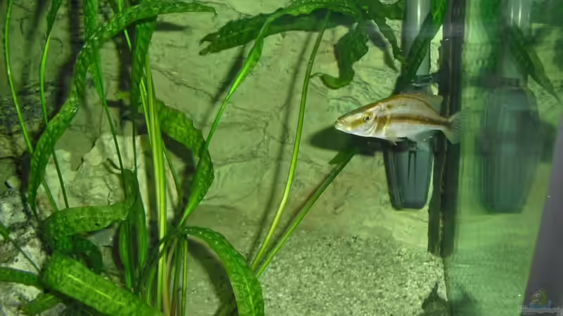 Mein Compressiceps von Toelz (14)