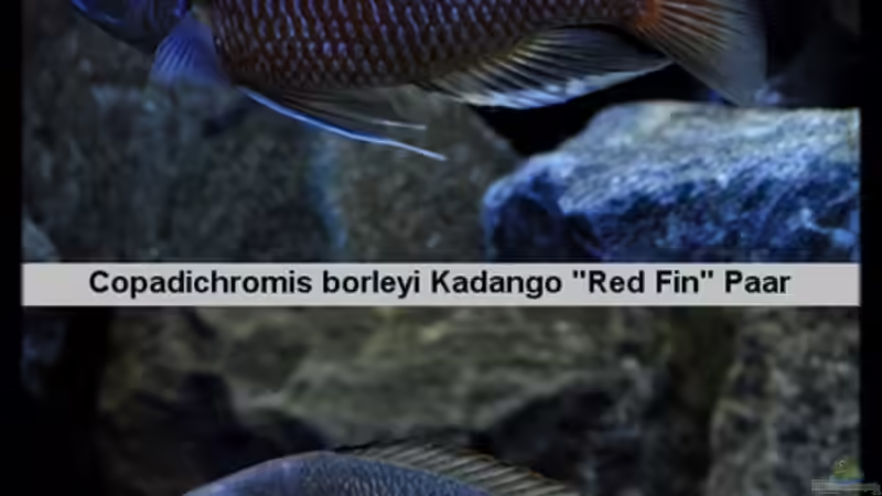 Mein Copadichromis-Bock mit seinem Lieblingsweibchen...:-) von ***ELLIS*** (74)