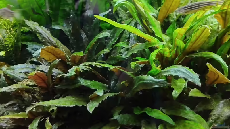 Mein Cryptocorynen Dschungel  von Thomas Kreuter (5)