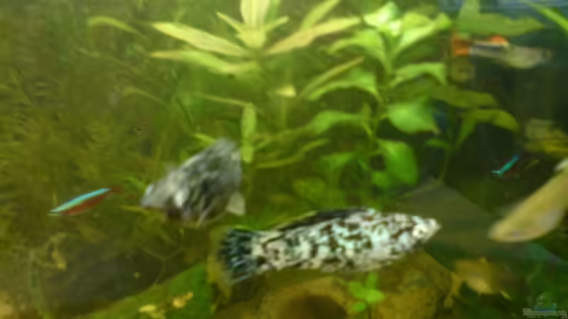 mein Dalmatiner Bock mit seiner Perle von Fabbby (14)