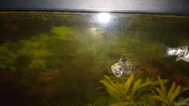 mein Dalmatinermolly Männchen von Fabbby (9)