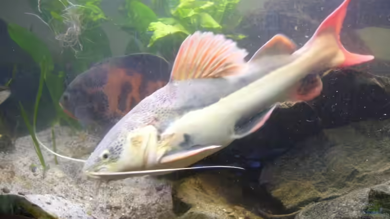 mein dicker von Schmitzi (9)