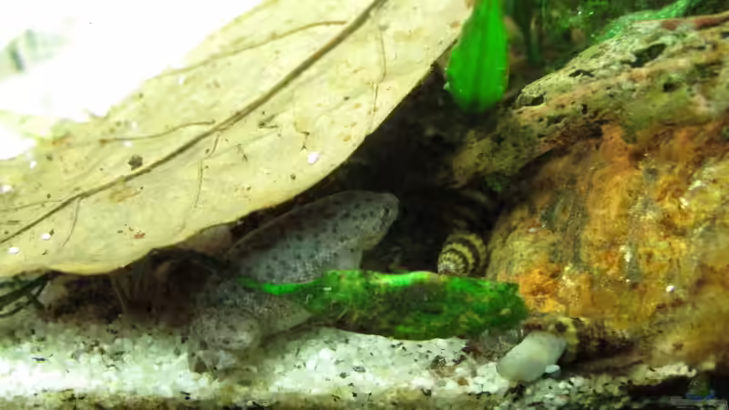 Mein Dickerchen :-) von Sarah (41)