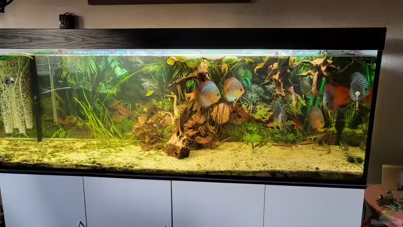 Aquarium Grundlagenwissen