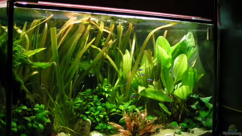 Mein Dschungel! Nur noch als Beispiel!   von Vito (1)