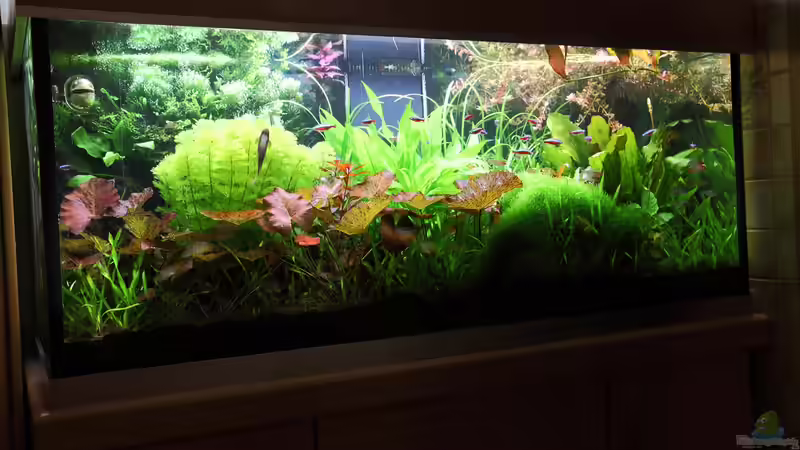 Mein Dschungel von Johann Fellner (1)