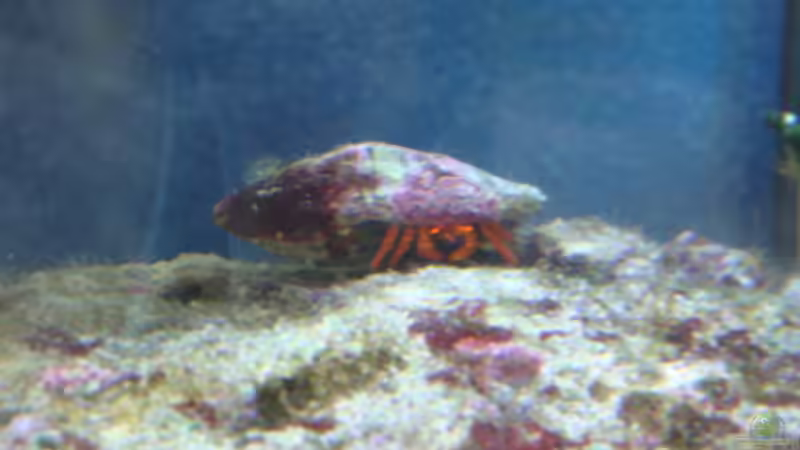 mein Einsiedlerkrebs mit seinem Röhrenwurm auf dem Panzer von B1gT4nk (27)