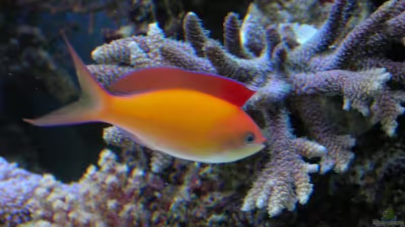 mein einzig übiggebliebener Dispar von Uwe Kerßenfischer (12)