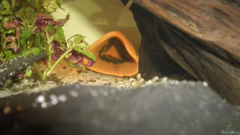 Mein erster Antennenwels Nachwuchs von Bulsti (5)