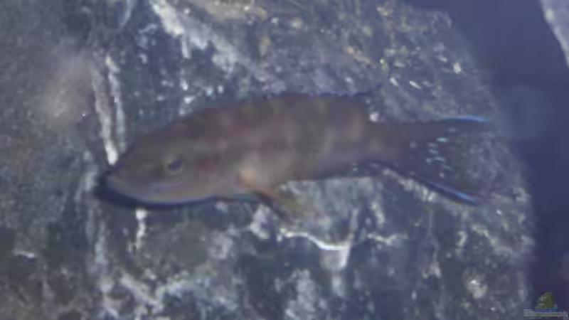 Mein erster buescheri (musste leider den blitz verwenden) von Julien Preuß (14)