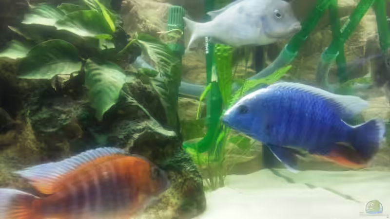 Mein Erster C. moorii und sie ist schon seit 2005 bei mir... von Thomas Fricke (14)