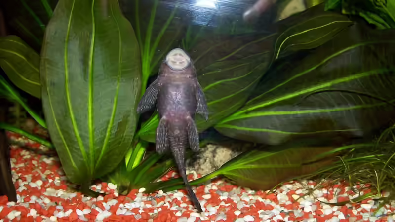 Mein erster Fisch (mittlerweile eine Riesin)  von Bela (14)