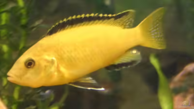 mein erster fisch von Ismail Korkmaz (14)