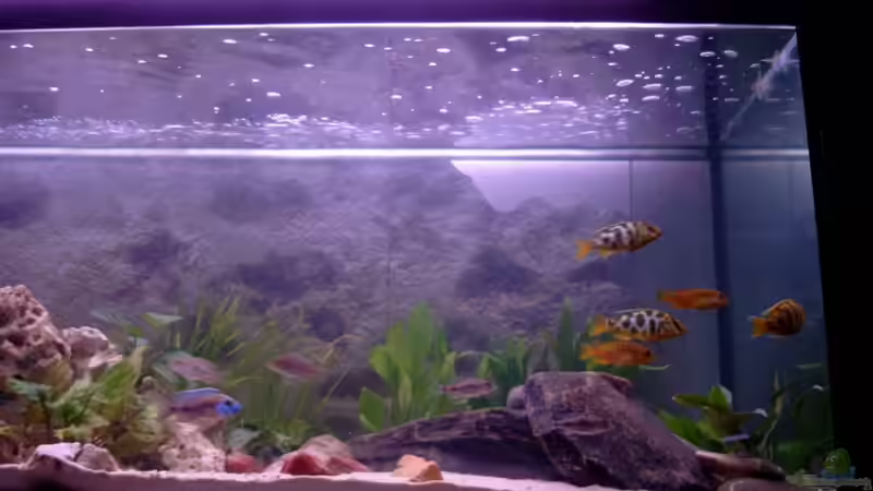 Mein erster Fischbesatz von Christian Klar (32)