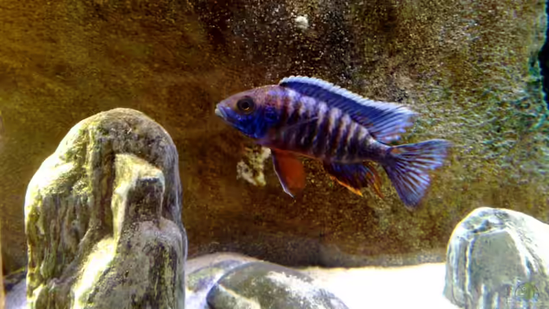 mein erster Malawi-Bock Mr. Hansbaenschi von Chris_R. (32)