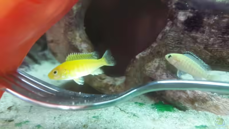 Mein erster Nachwuchs, 2 von 3 Jungtieren von Malawi Zürich (8)