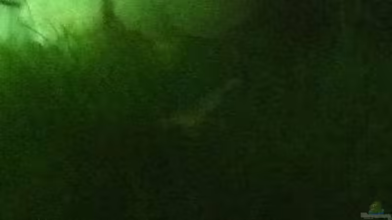 Mein erster Nachwuchs ca. 1mm von RoZan (4)