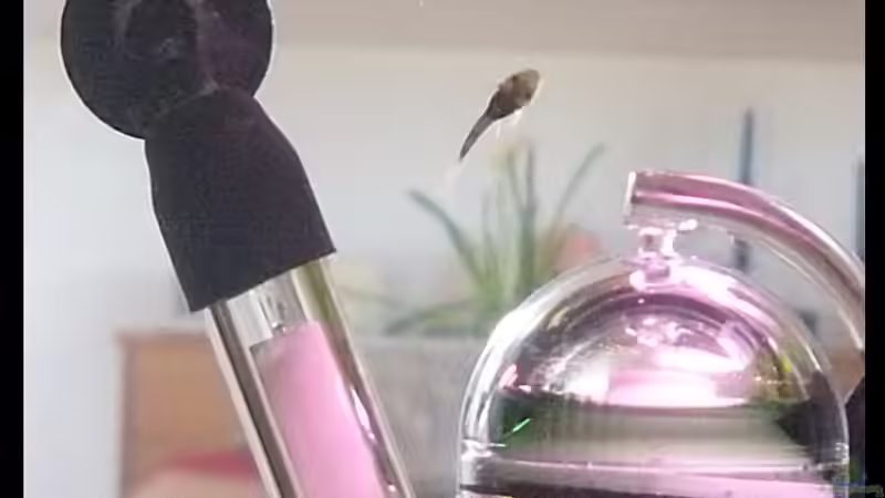 Mein erstes Antennenwelsbaby von Alex Dihu (18)