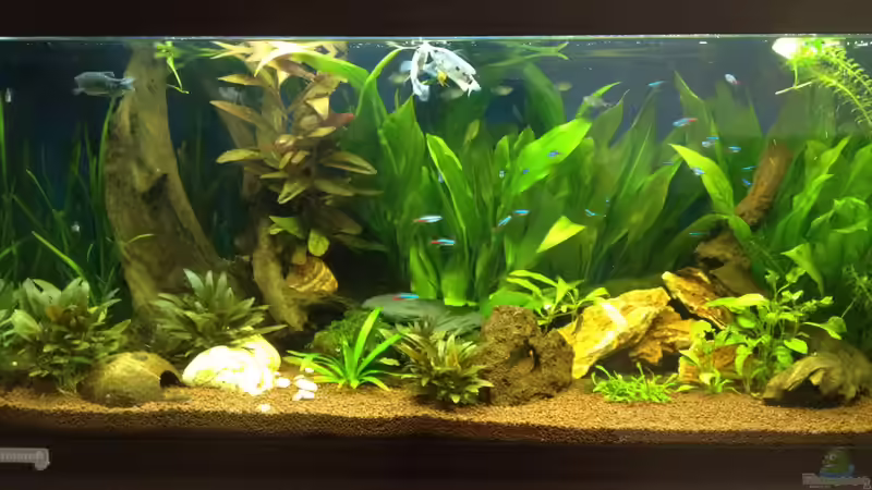 Mein erstes Aquarium.. von Tobiaschwilly (1)