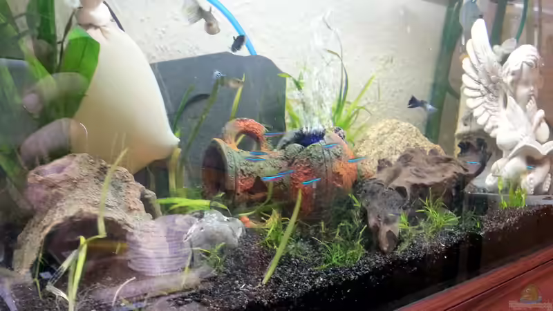 Mein erstes Aquarium mit Besatz