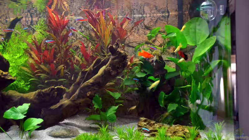 Mein erstes Aquarium von JPA (2)