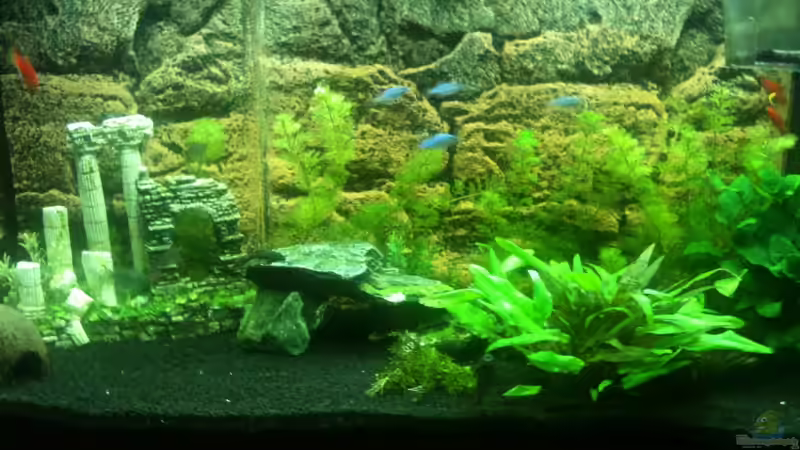 Mein erstes Aquarium von Michael Geiger (1)