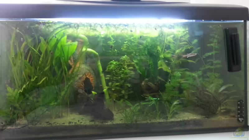 Mein erstes Aquarium von Parlak Ufuk (1)