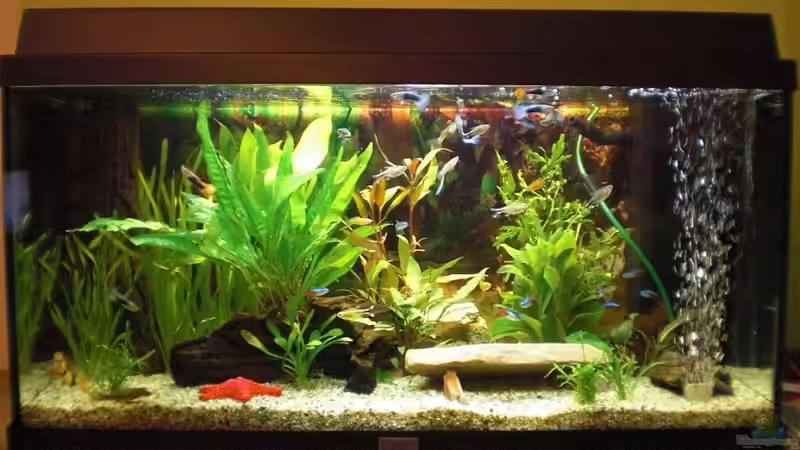 Mein erstes Aquarium