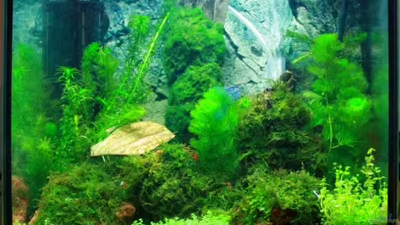 mein erstes Garni-Becken von Flo1104 (1)