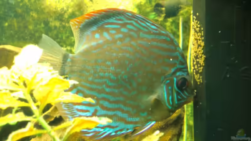 mein erstes Gelege der Diskus (am Innenfilter, 05.06.2011) von Sirko Fricke (57)