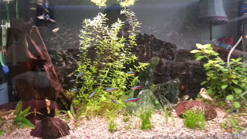 Mein erstes Gesellschaftsbecken von Der Dreiäugige Goldfisch (1)