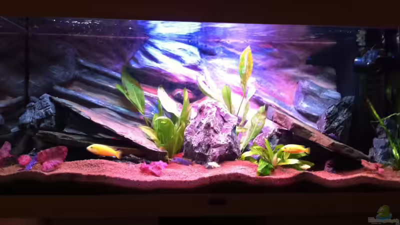 mein erstes Malawi-Becken von bbussmann (1)