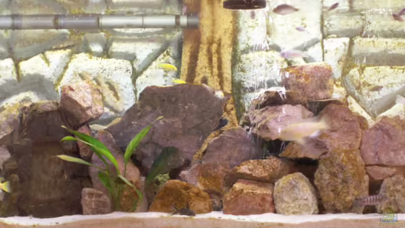 Mein erstes Malawi-Becken von Fibs (1)