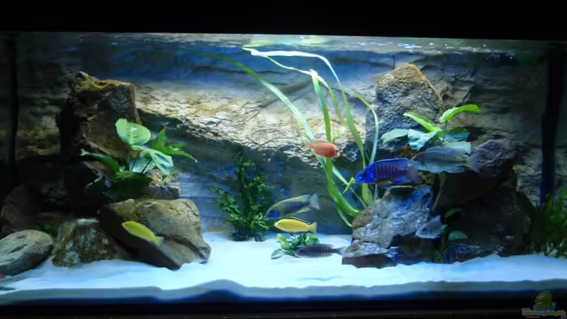 Mein erstes Malawibecken von Sven Roland (1)