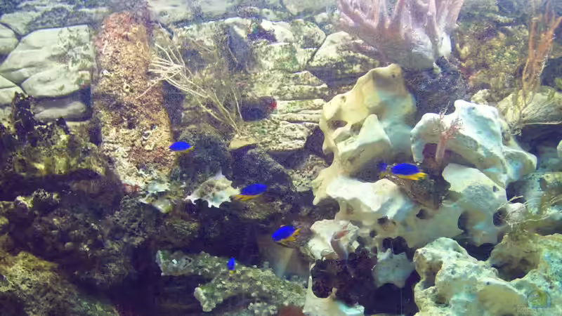 Mein erstes Meerwasserbecken von Frank Stahn (1)