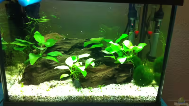 Mein erstes Nano Becken