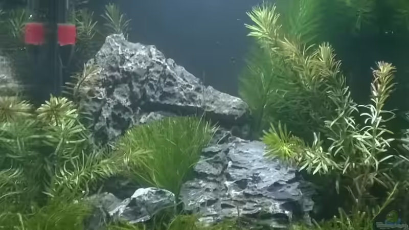 mein erstes Nanobecken von Nano73 (6)