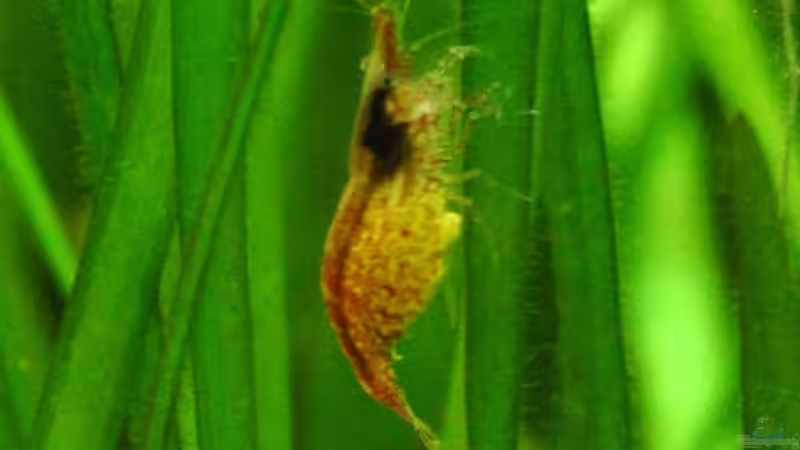 Mein erstes Nelchen ist schwanger :) von Johannes B. (17)