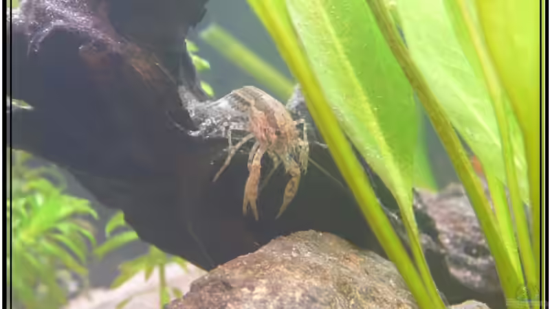 Mein Favorit unter den Zwergkrebsen von Leinad78 (11)