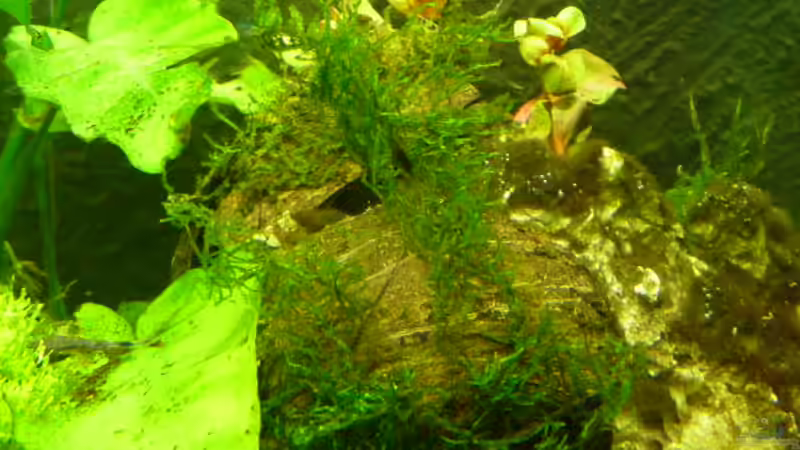 mein Flammenmoos auf einer Kokosnussschale - es wächst aber sehr langsam von Pogobeer (13)