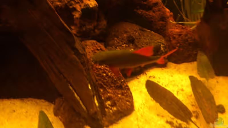 Mein Franssenlipper ca 12 cm groß von Kai Heermann (49)