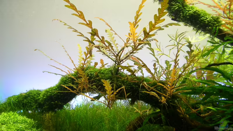 Mein Freund der Baum... von Fredo Fuss (8)