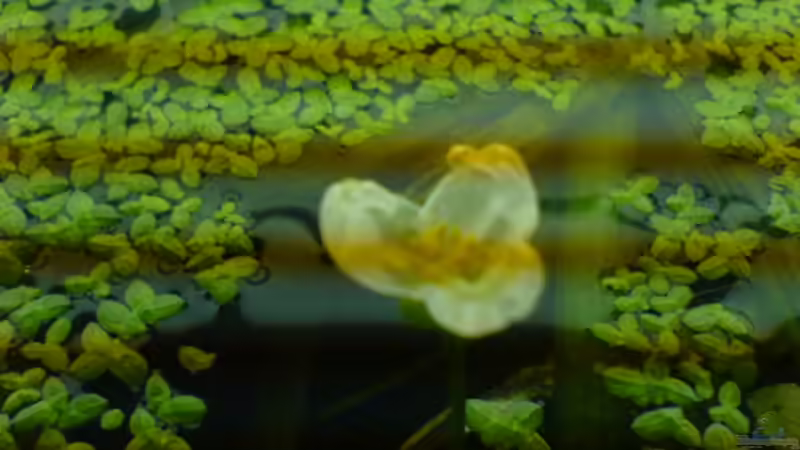 mein Froschlöffel blüht von Andrea Nädler (4)