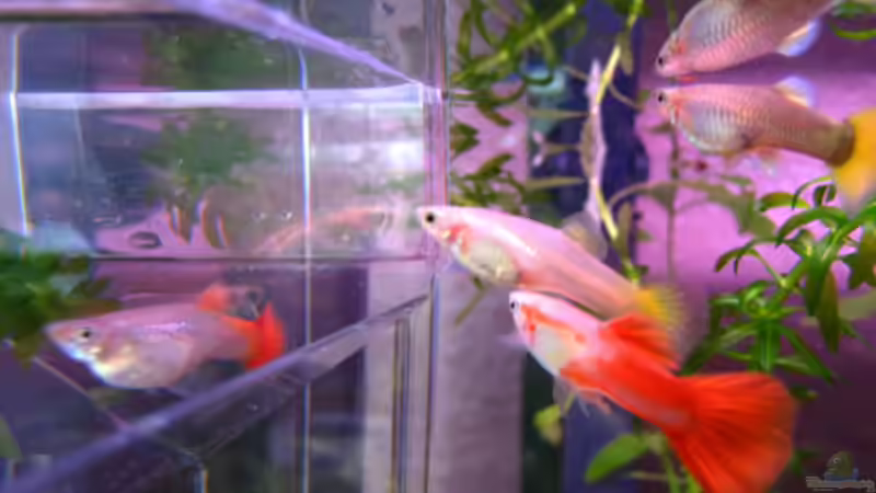 Mein Futter ist anrührend sozial - ich fang an es ins Herz zu schließen ... von Una (14)