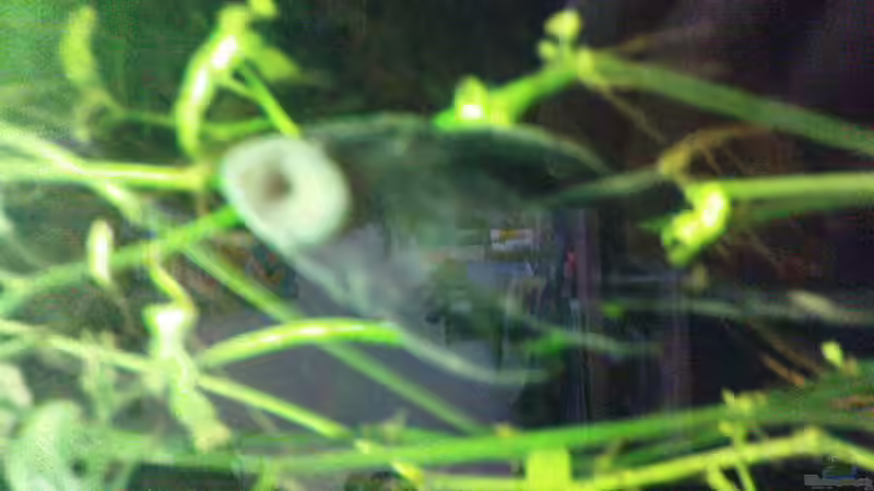 Mein ganzer Stolz;) (vielleicht etwas unscharf^^) von Die Hängenden Gärten (13)