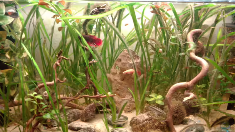 Mein ganzer Stolz Gesselschaftsbecken 