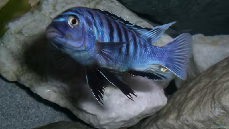 Mein ganzer Stolz!! von Ingo Pöck (9)