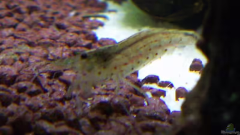 mein Garnelchen von Stefan Danner (12)